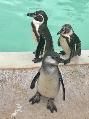 3 penguins on the edge of a pool