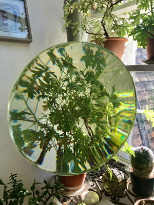 large magnifying glass in front of house plant
