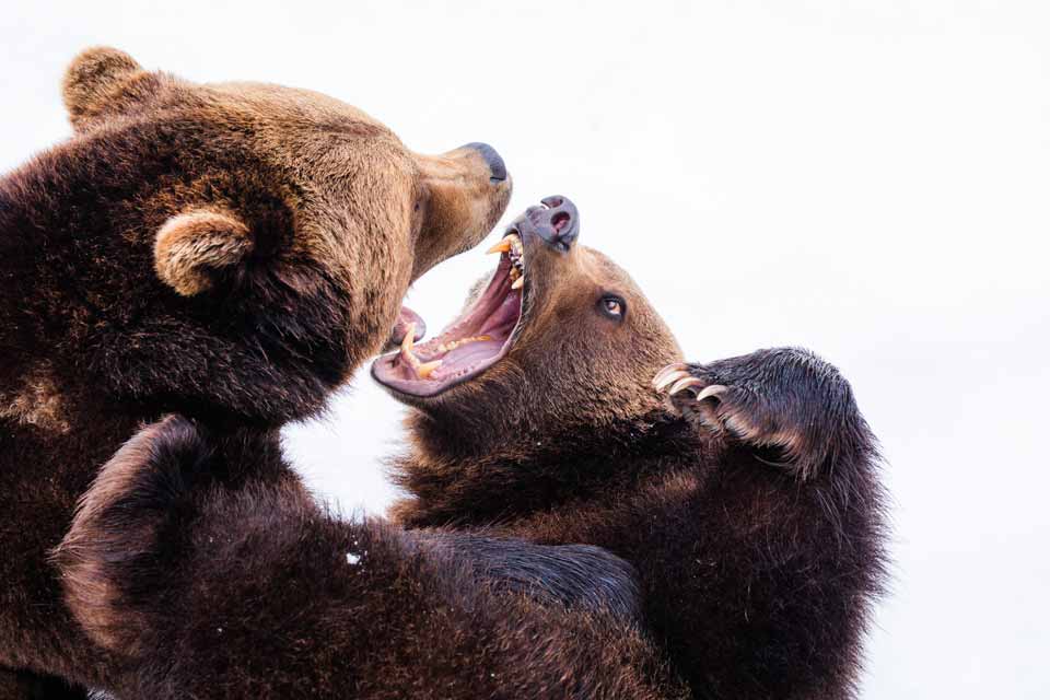 2 grizzly bears wrestling