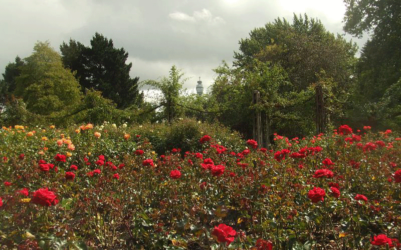 Flowers in Queen Mary's Rose Garden, Regent's Park