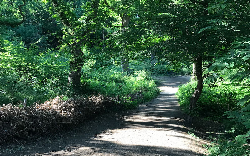 A dappled woodland path.